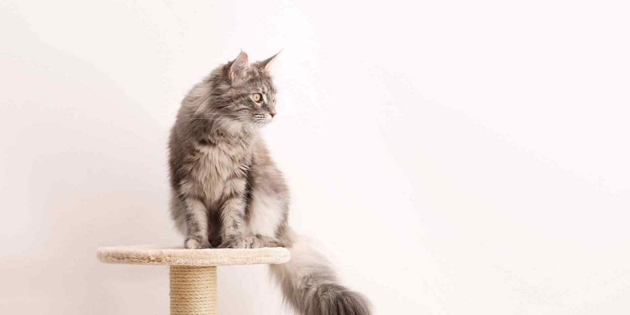 https://spacan.bsweb.com.co/wp-content/uploads/2018/09/post_06-1280x640.jpg