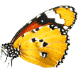 https://spacan.bsweb.com.co/wp-content/uploads/2019/08/butterfly.png